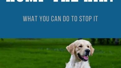 Why Do Dogs Hump The Air? What You Can Do To Stop It - Two Cream colored Golden Retriever sitting and down on the grass.