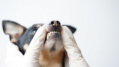 Dog Teeth Chattering