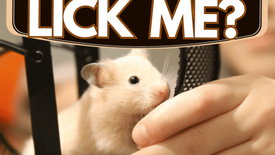 A cute little girl petting her small Syrian hamster, Why Does My Hamster Lick Me?