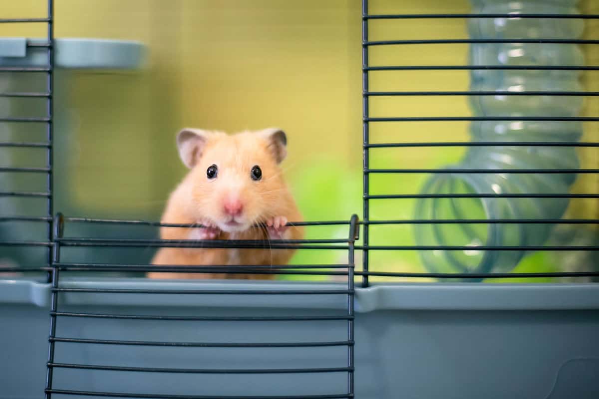 A cute little hamster looking out of his cage