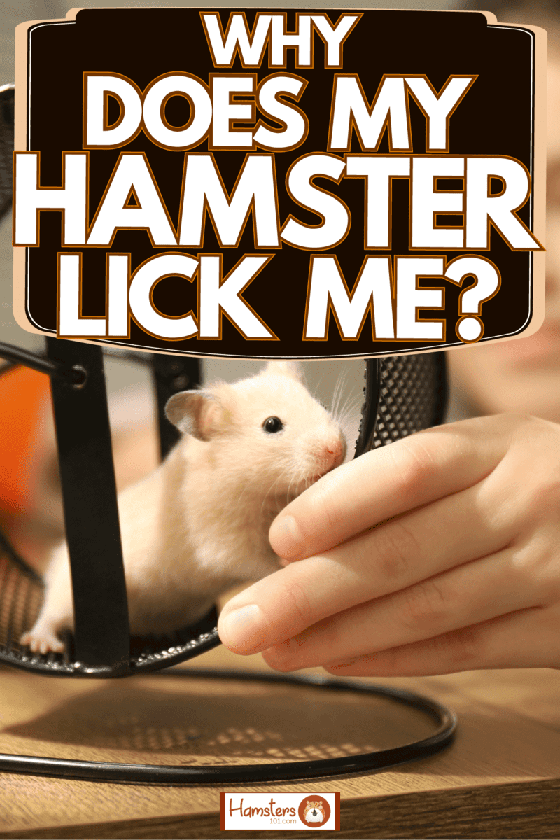 Why Does My Dwarf Hamster Lick Me