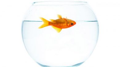 Goldfish floating upside down dead inside fish bowl