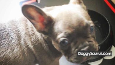 why does my puppy get hiccups so much