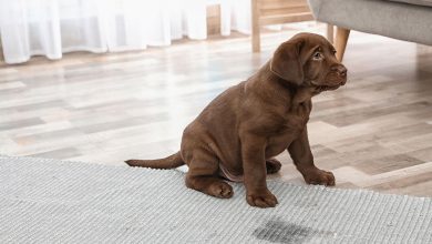 puppy pee indoor