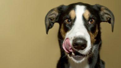 adorable-dog-licks-his-lips