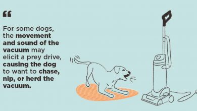 why do dogs hate vacuums