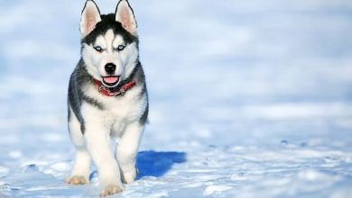 blue eyed husky