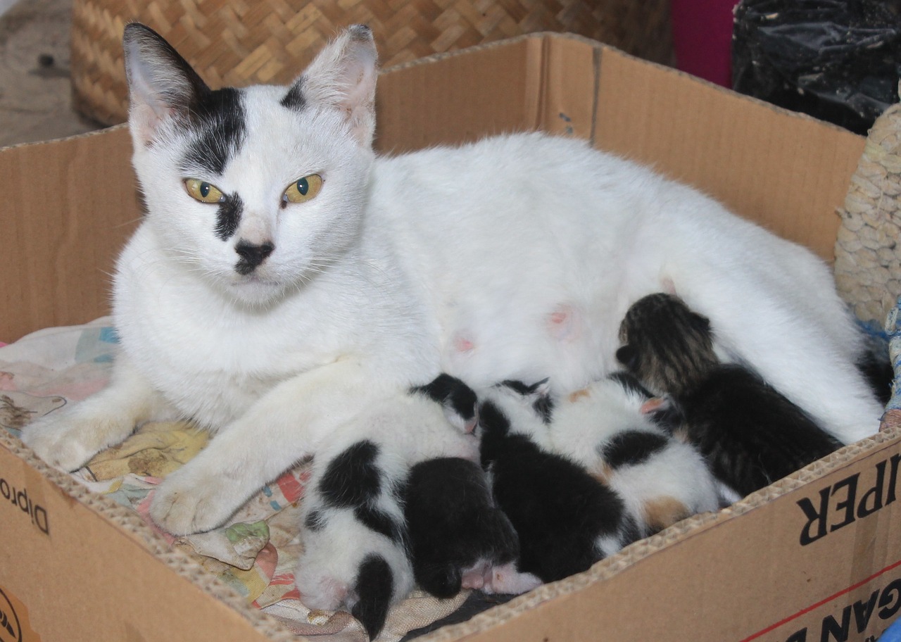 mother cat and kitten in the box