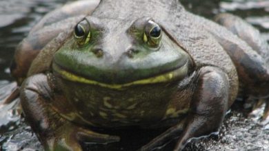 Bull frog