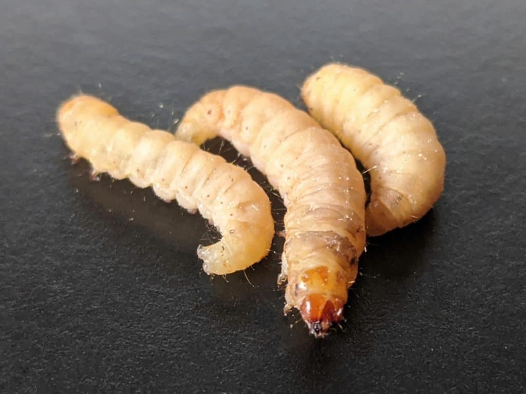 Waxworms