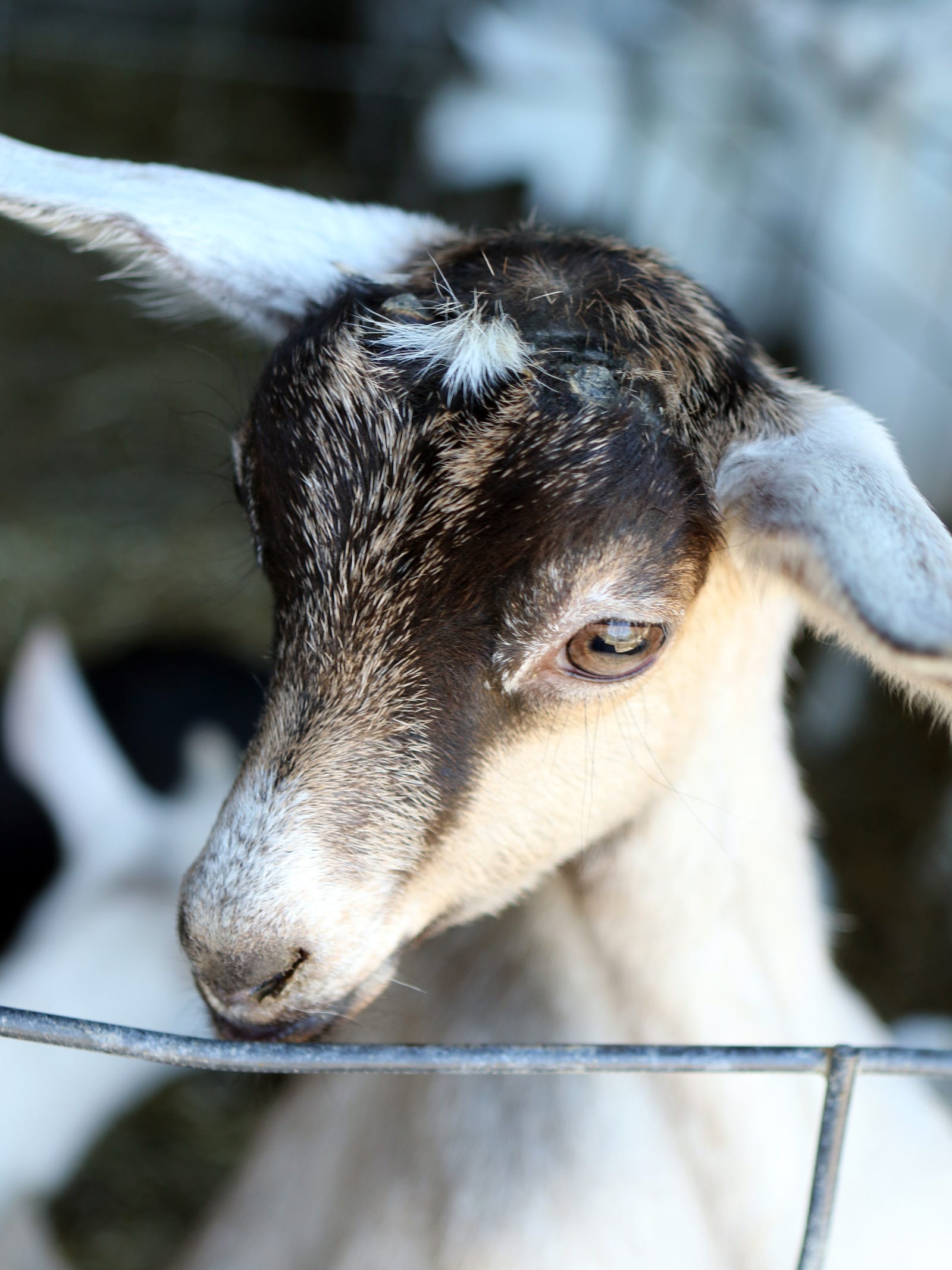 Goats can be weaned or on milk substitute when they reach 30 pounds and are eating at least a quarter pound of solids per day along with forage of their choice.