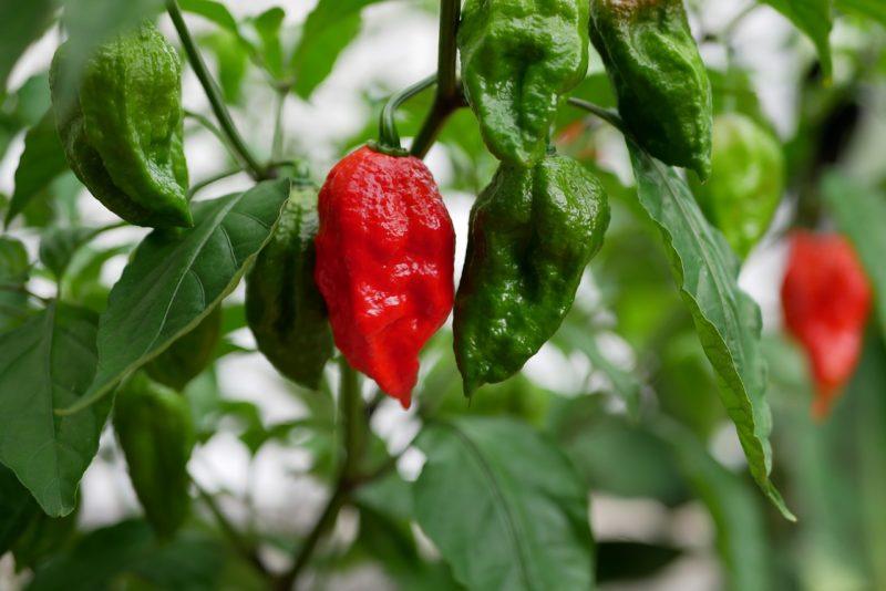 buy fresh ghost peppers online