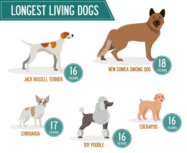 Infographics of the longest living dogs