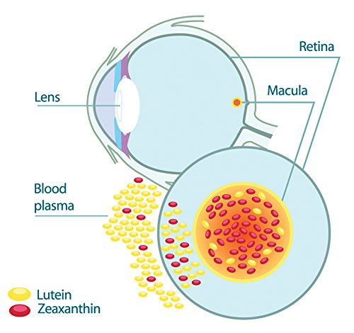 EyePromise Zeaxanthin + Lutein Eye Vitamin - Protects & Enhances Macular Health
