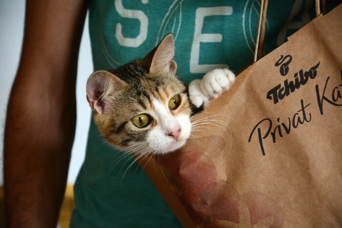 cat in a paper bag