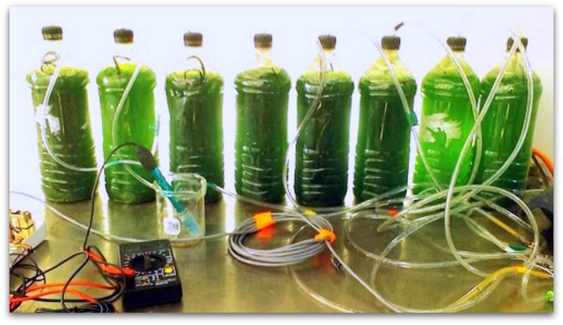 Create your own biodiesel