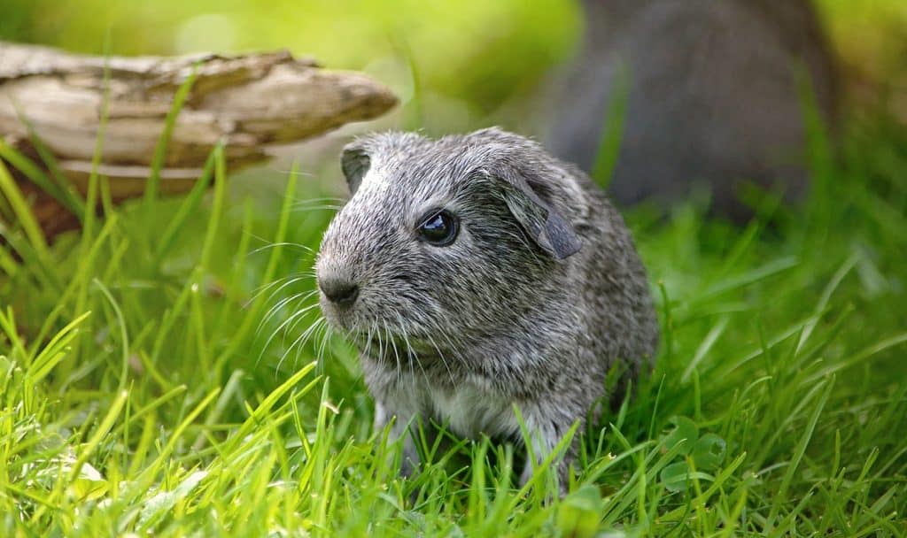 Close-up shot of Guinea pig with text