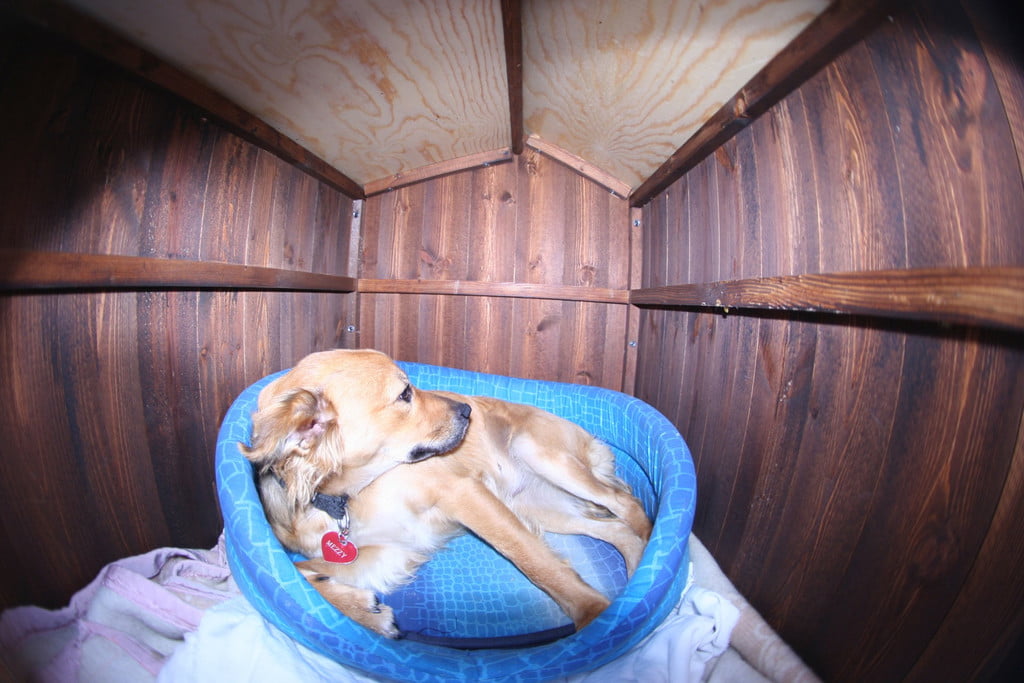 The dog on the plastic mattress in the dog house