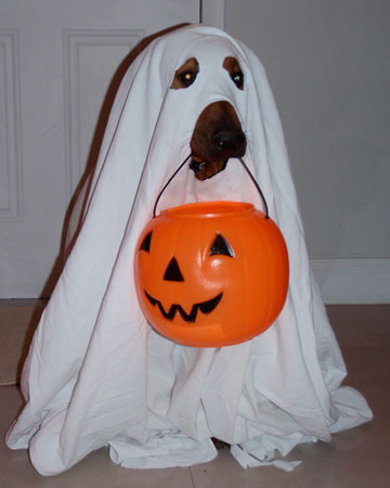 cute cute ghost dog costume