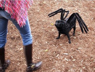 Spider Costume: Image by Pyramidhead84, Flickr