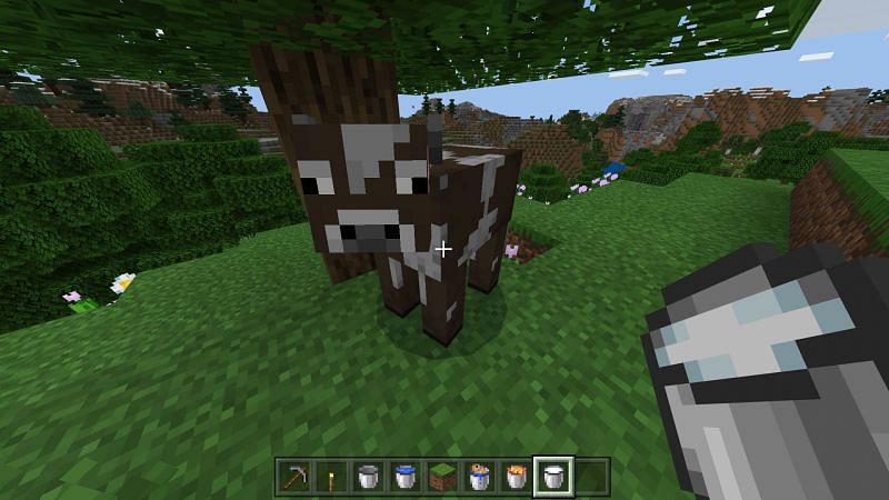 Use a bucket to milk cows in minecraft
