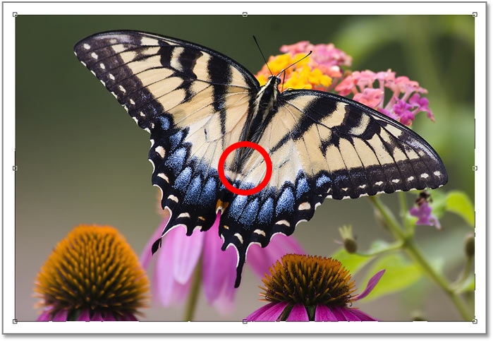 The Free Transform reference point is now hidden in Photoshop CC 2019