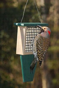 Suet Feeder Deterrent Woodpecker