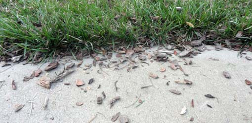 Pine shells on the sidewalk.