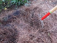 Garden fork in pine straw mulch.