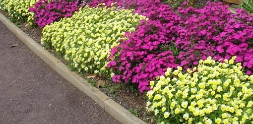 Wooden edging around the flower bed.