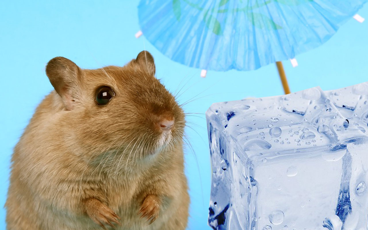 9 Best Ways to Keep Hamsters Cool 3
