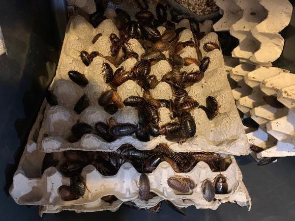 Dubia cockroaches crawling in egg cartons