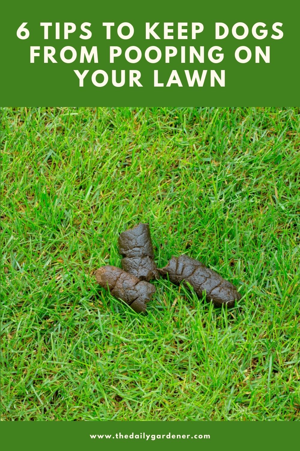6 Tips to Keep Dogs From Rushing into Your Lawn 2