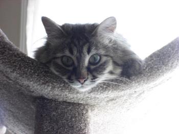 cat playing with fur toys on cat tree