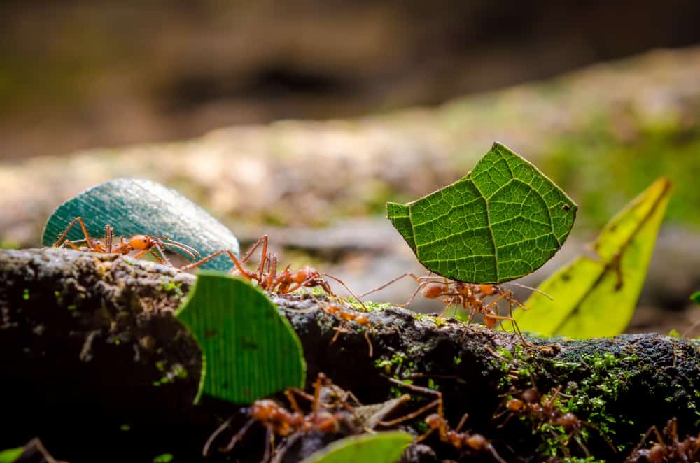 Ants shred waste