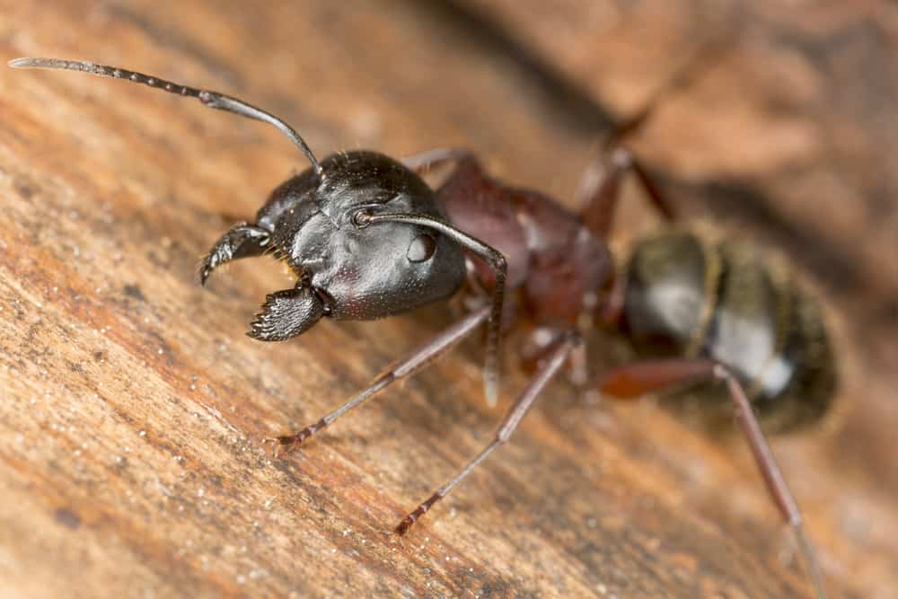 Carpenter ants