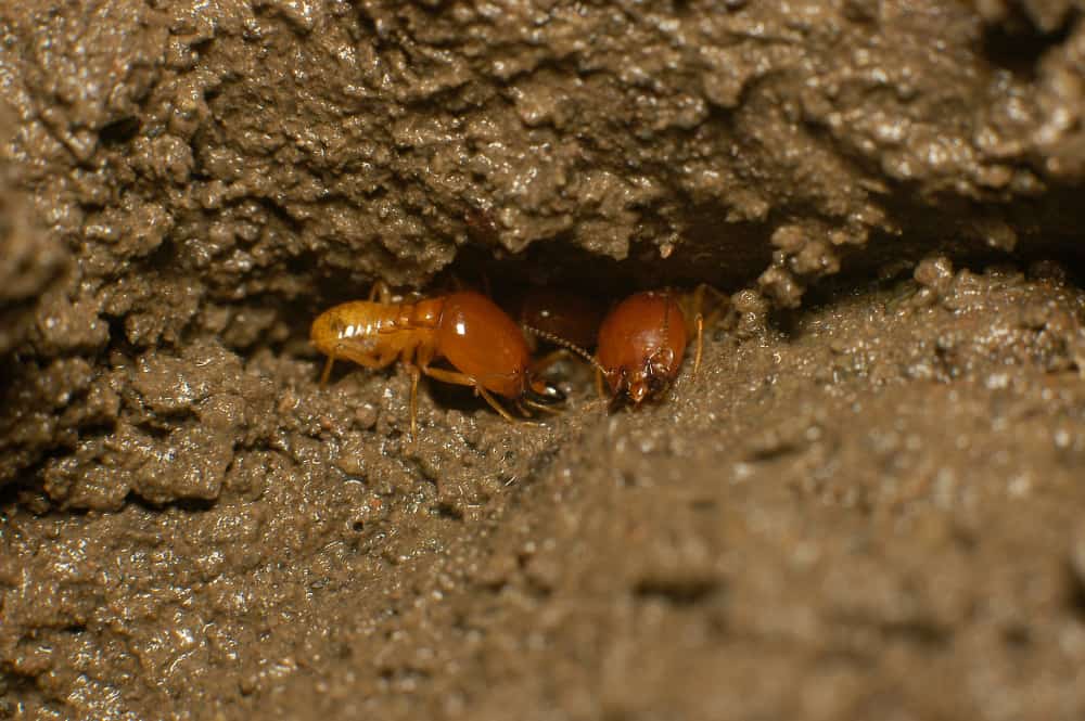 Ants create aeration