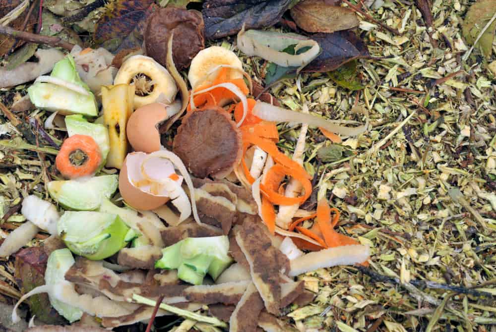 Reasons for the Appearance of Ants in Your Compost Pile 1