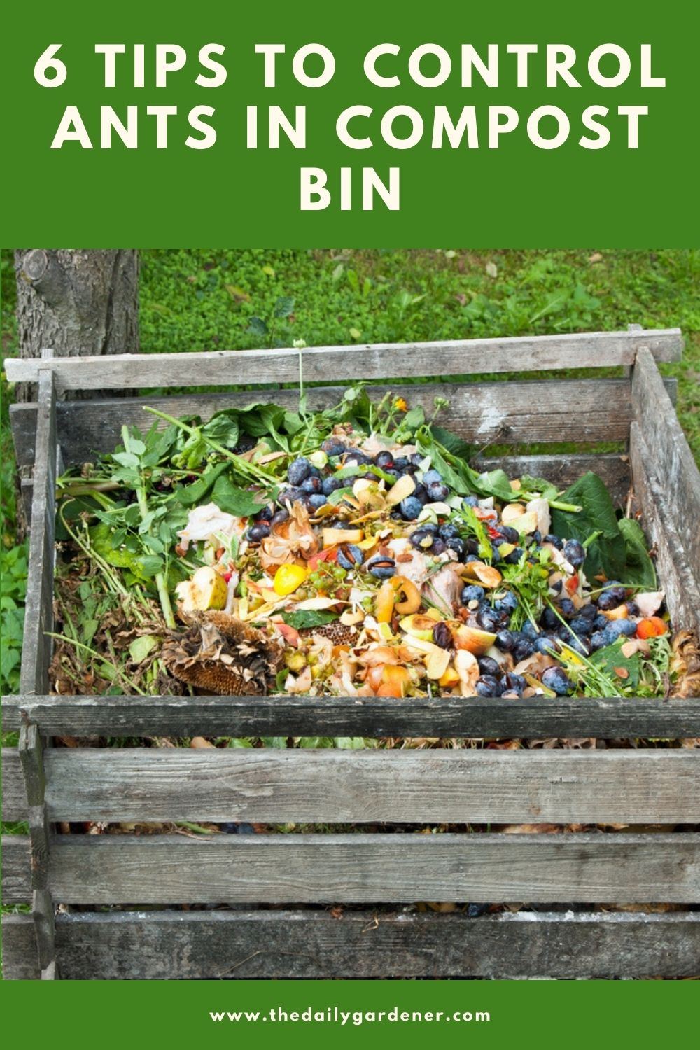 6 Tips to Control Ants in Compost Bin 2