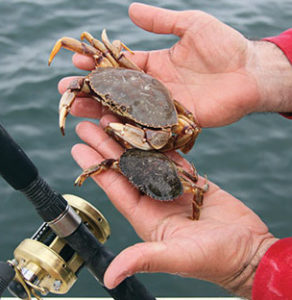 2017 11 Baiting For Tog White Crabs