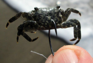 2017 11 Baiting For Tog Asian Crab