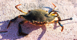 2017 11 Baiting For Tog Blue Crab