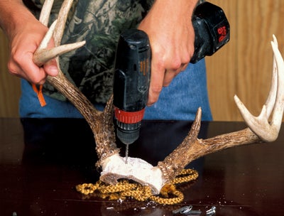 This fun kit allows you to take a set of antlers that have been cut out of a skull.