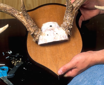 Skull Hooker is designed to display a standard Euro skull holder.