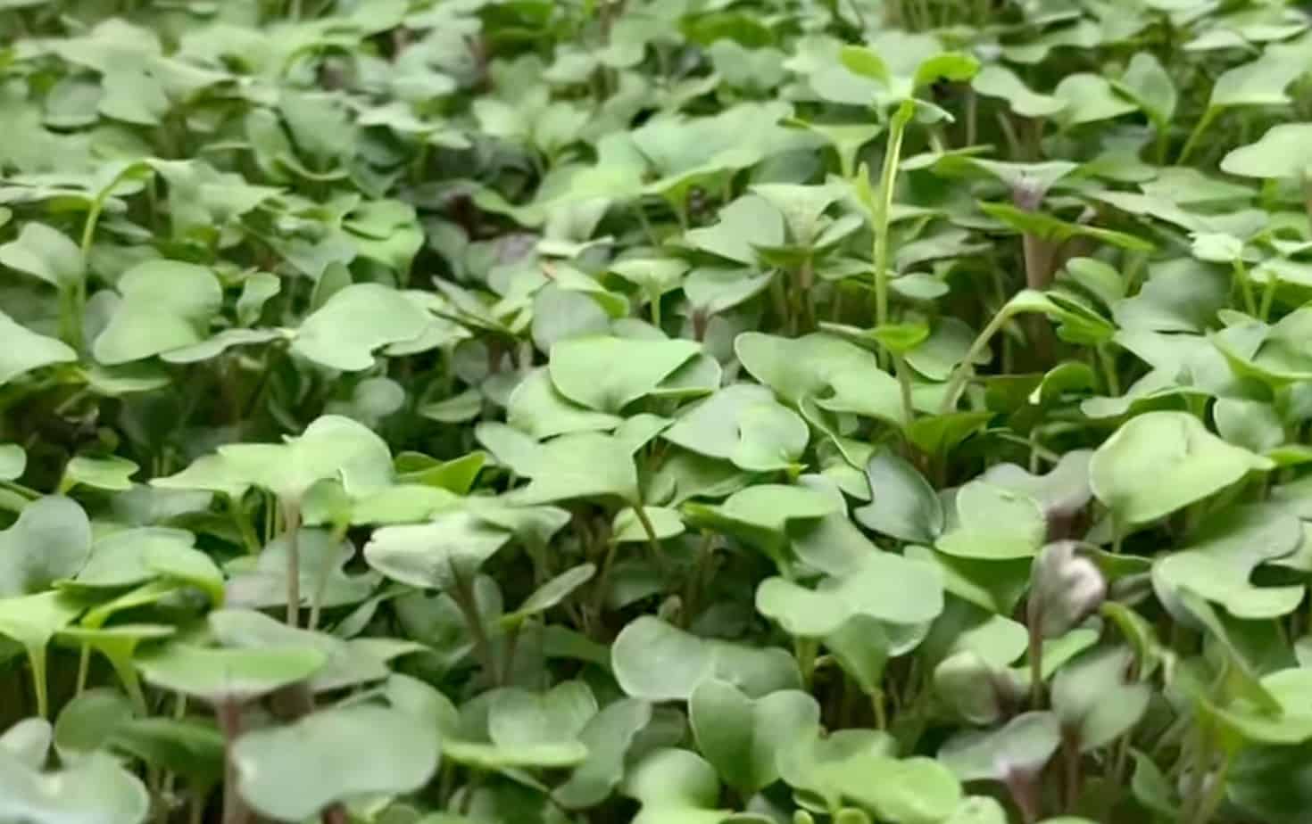 full sized microgreens ready to harvest