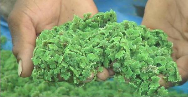 Advantages of Azolla.