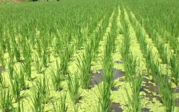 Azolla in the Rice Fields.