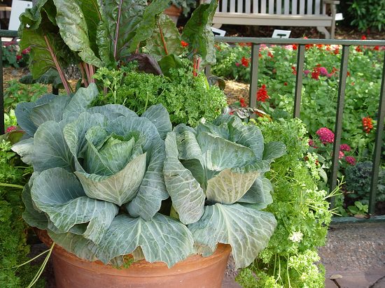 How to grow cabbage in 2 . pots