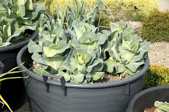 potted cabbage2 1