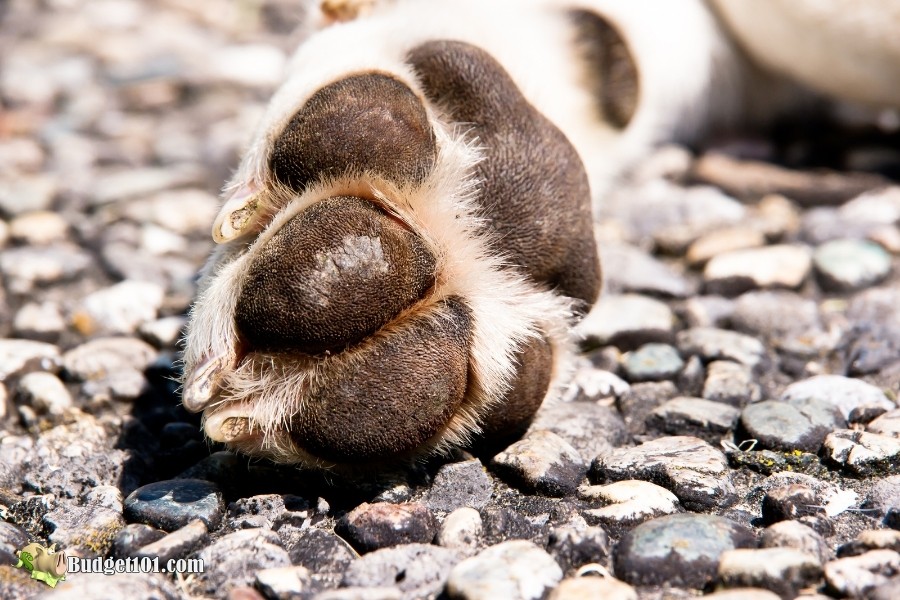 b101 how to remove plastic from dog's nails